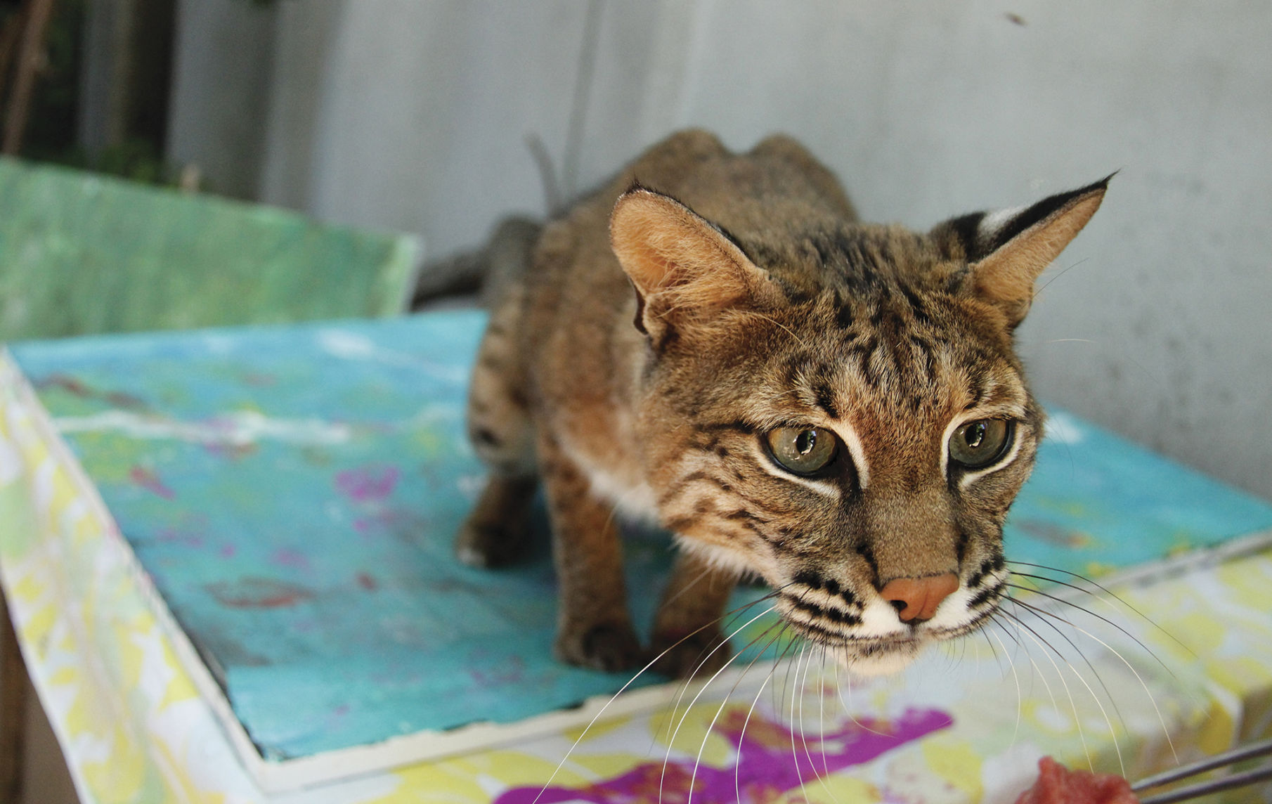 Bobcat